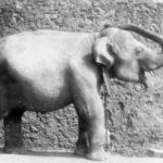 L'elefant Avi (Baby) a la Granja Vella de Martí i Codolar, 1892. (AMDHG).