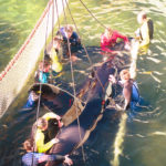 El trasllat de l'orca Ulisses, 1992. (APZB).