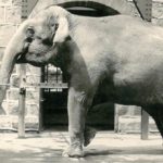 L'elefanta Júlia al Parc Zoològic, 1915-1920. (APZB).