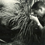 Jordi Sabater Pi fotografiant un goril·la. (APZB).