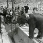 Salvador Dalí visita al seu elefant 